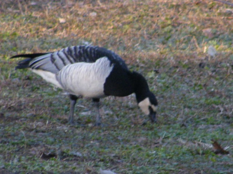 id uccelli